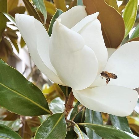 Healesville House - Magnolia House Ngoại thất bức ảnh