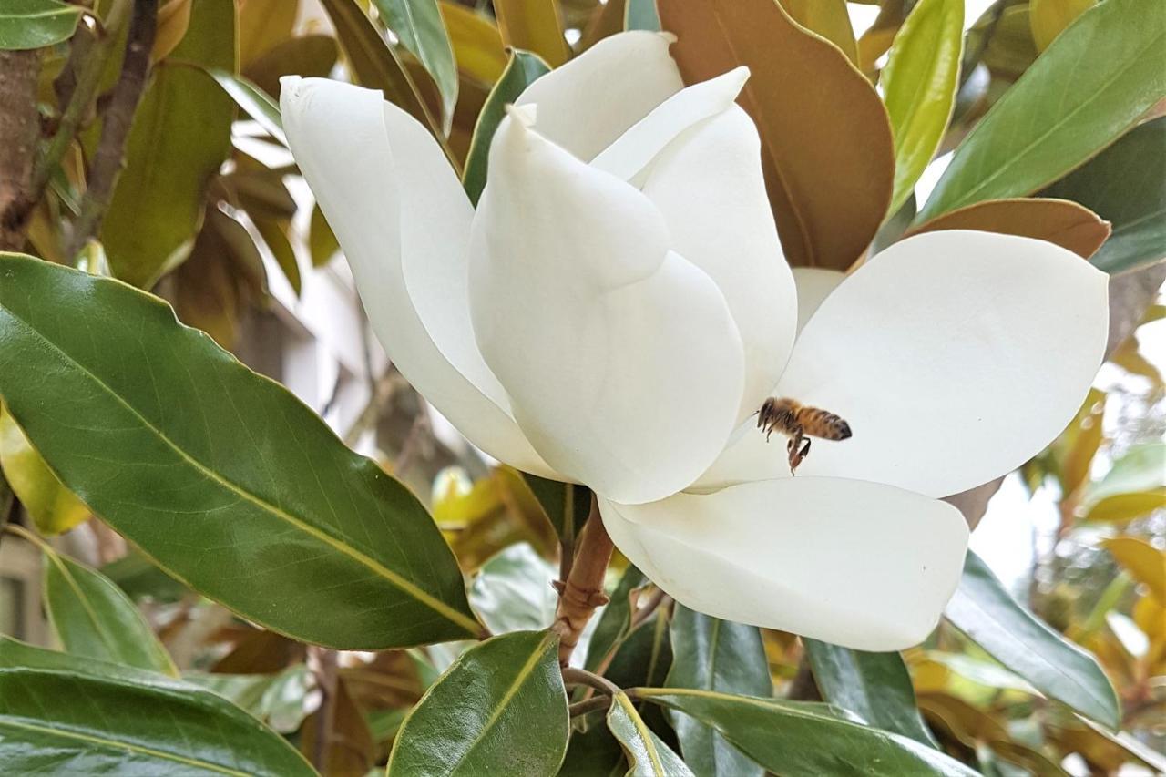 Healesville House - Magnolia House Ngoại thất bức ảnh